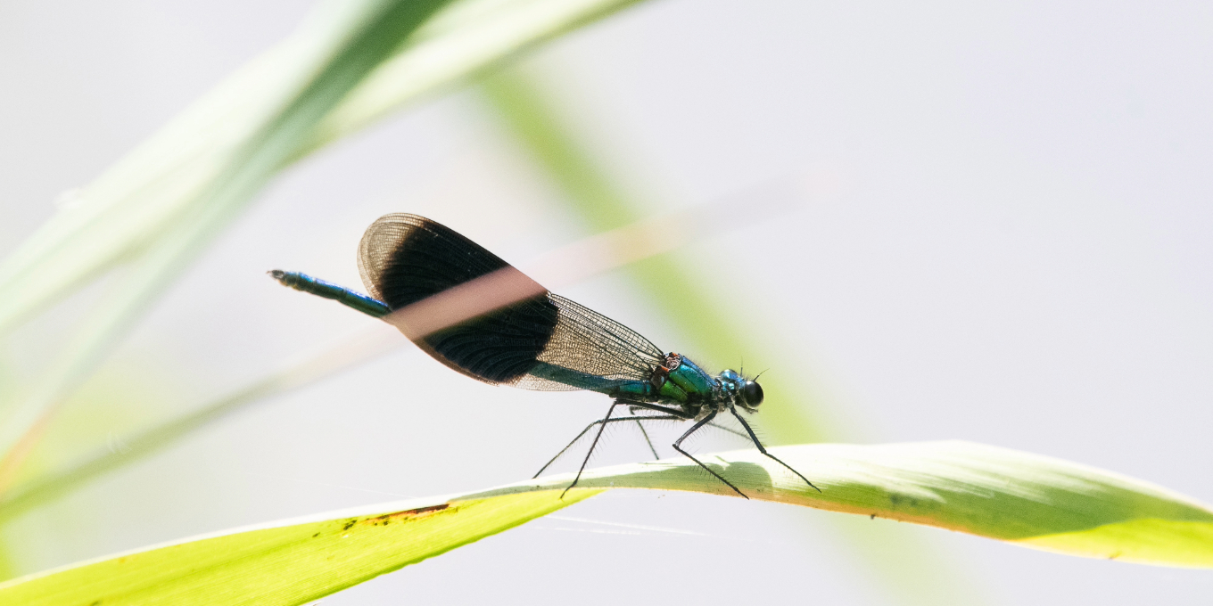 Calopteryx éclatant ©Olivier Retail